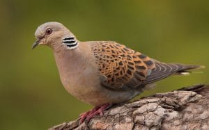 Lee más sobre el artículo La caza de la tórtola europea autorizada en Extremadura