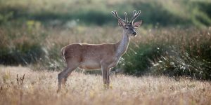 ESPECIES DE CAZA Y OTRAS ESPECIES CAZABLES