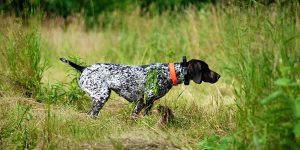 tema 6 armas y perros de caza