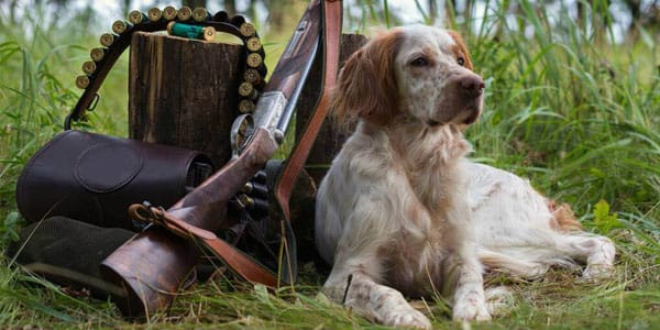 tema 6 armas y perros de caza