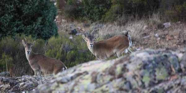 ANEXO I Y II ESPECIES CINEGÉTICAS Y EXÓTICAS DE CASTILLA-LA MANCHA